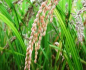 Arrozvolución 000, nuevos cultivos de arroz ecológico y sin huella de CO2