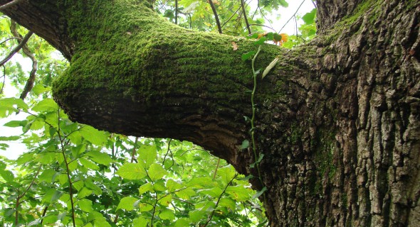 La empresa de gestión ambiental Bosques Sostenibles desarrolla un sensor para saber en tiempo real cuánto CO2 absorben los árboles