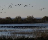 Las marismas de Doñana actúan como sumideros de carbono
