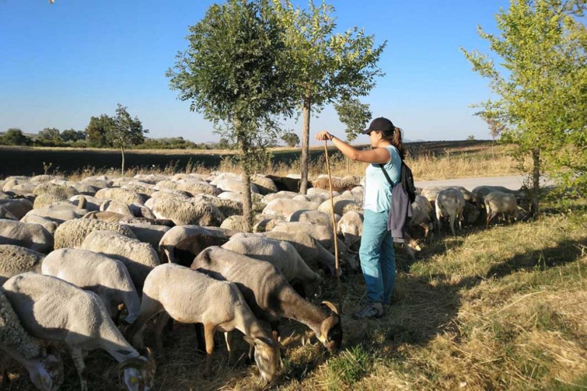 La Escuela de Pastores de Andalucía 2020 amplía el plazo de inscripción por el Covid-19