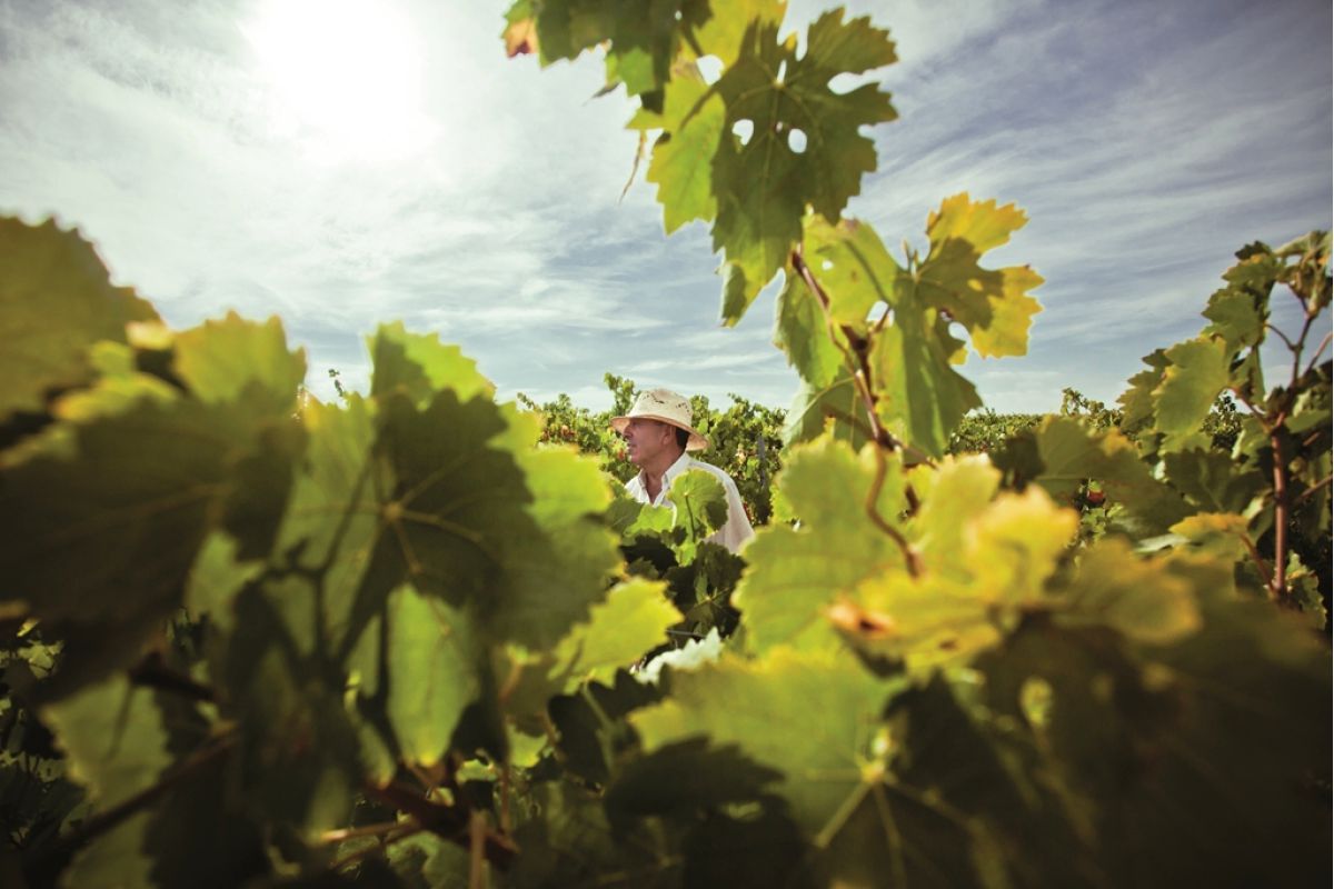 El Gobierno flexibiliza los requisitos de la PAC para el hortofrutícola y el vino por la COVID-19