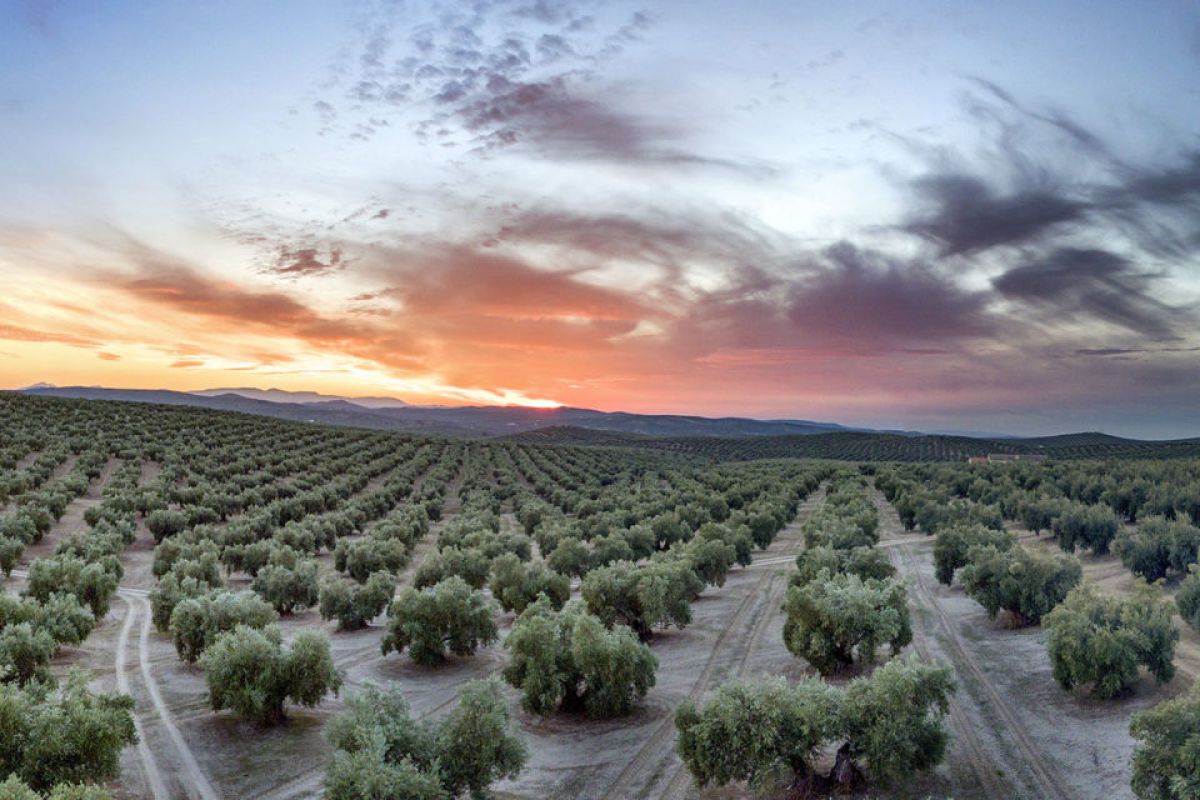 Andalucía, viaje por un infinito océano de olivos
