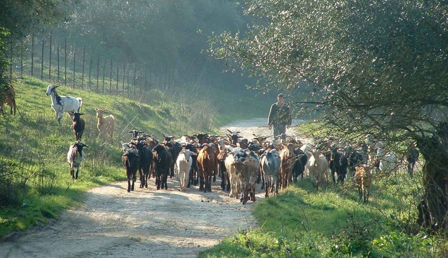 Participa en el programa Rural Experimenta sobre razas autóctonas ganaderas en la Sierra de Grazalema