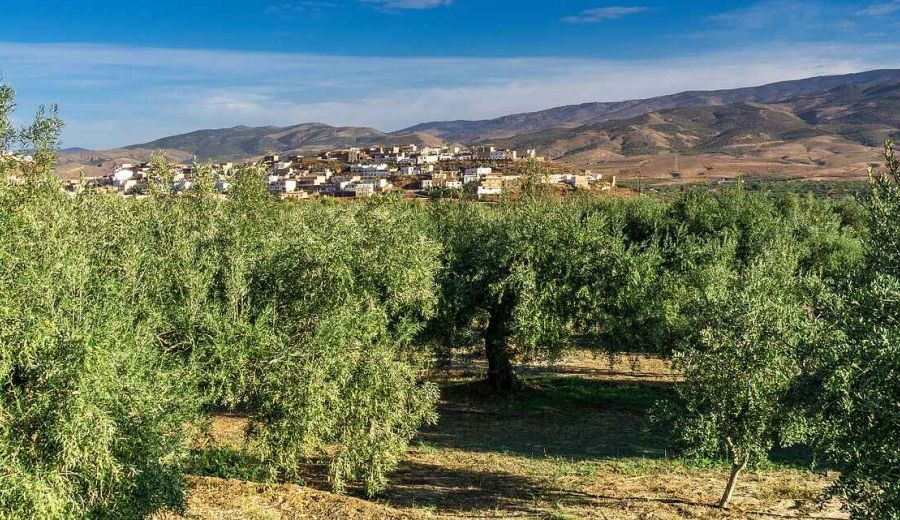 Luis Planas: Estamos ante una nueva PAC que impulsará la agricultura profesional para responder a los retos del próximo decenio