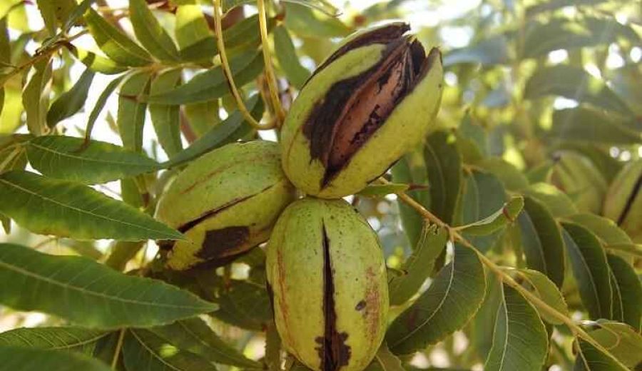 El GDR Valle del Guadalhorce presenta un estudio novedoso del cultivo de la nuez pacana y su adaptación al cambio climático