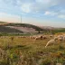 La cooperativa Naturales del Sierro de Morón de la Frontera competirá en los premios europeos ARIA 2026