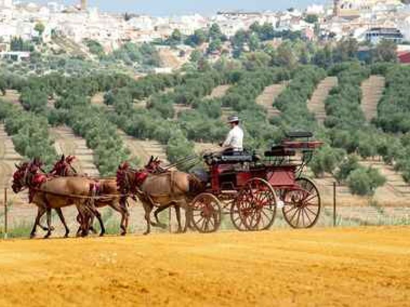 Oleoturismo en Jaén: un viaje a la esencia del olivo