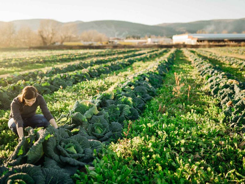 El Parlamento Europeo aprueba el informe que blinda la PAC y defiende el enfoque LEADER