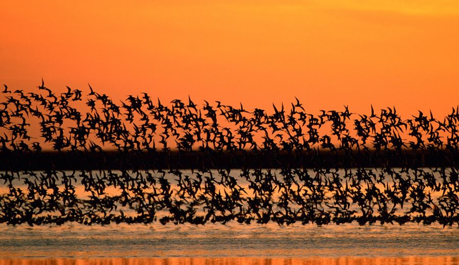 ARA consigue una subvención del Ministerio de Ciencia para impulsar una transición energética justa en el entorno de Doñana