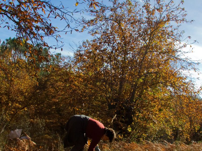 Aracena acoge las XV Jornadas Europeas de la Castaña