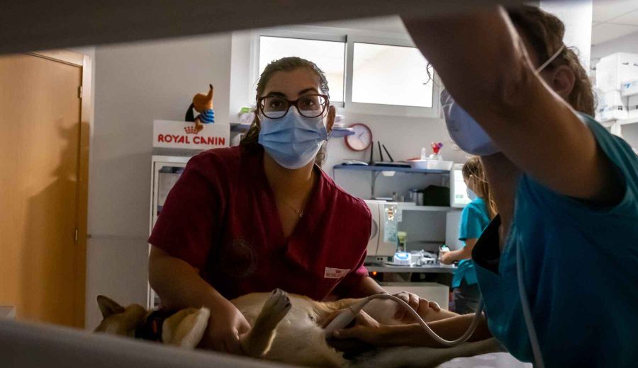 Diputación y los 5 Grupos de Desarrollo Rural de Huelva convocan 105 becas HEBE  para la juventud de las comarcas de la provincia