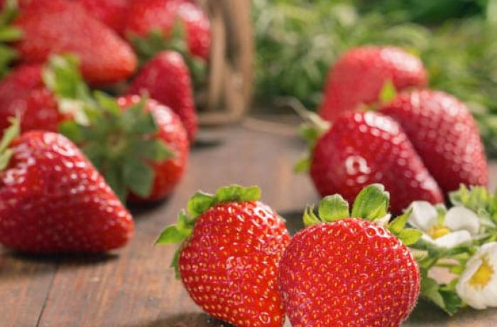 Netzero Doñana: producción ecológica y sostenible de frutos rojos en Almonte