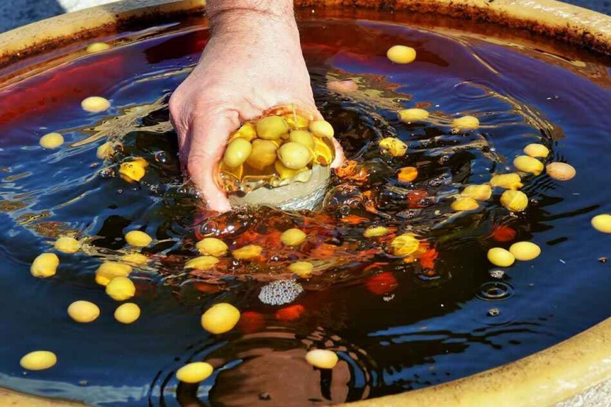 La aceituna de mesa de la Serranía Suroeste Sevillana se digitaliza con LEADER