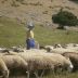Andalucía aprueba su Estrategia de Ganadería Extensiva con 457 millones de euros hasta 2030