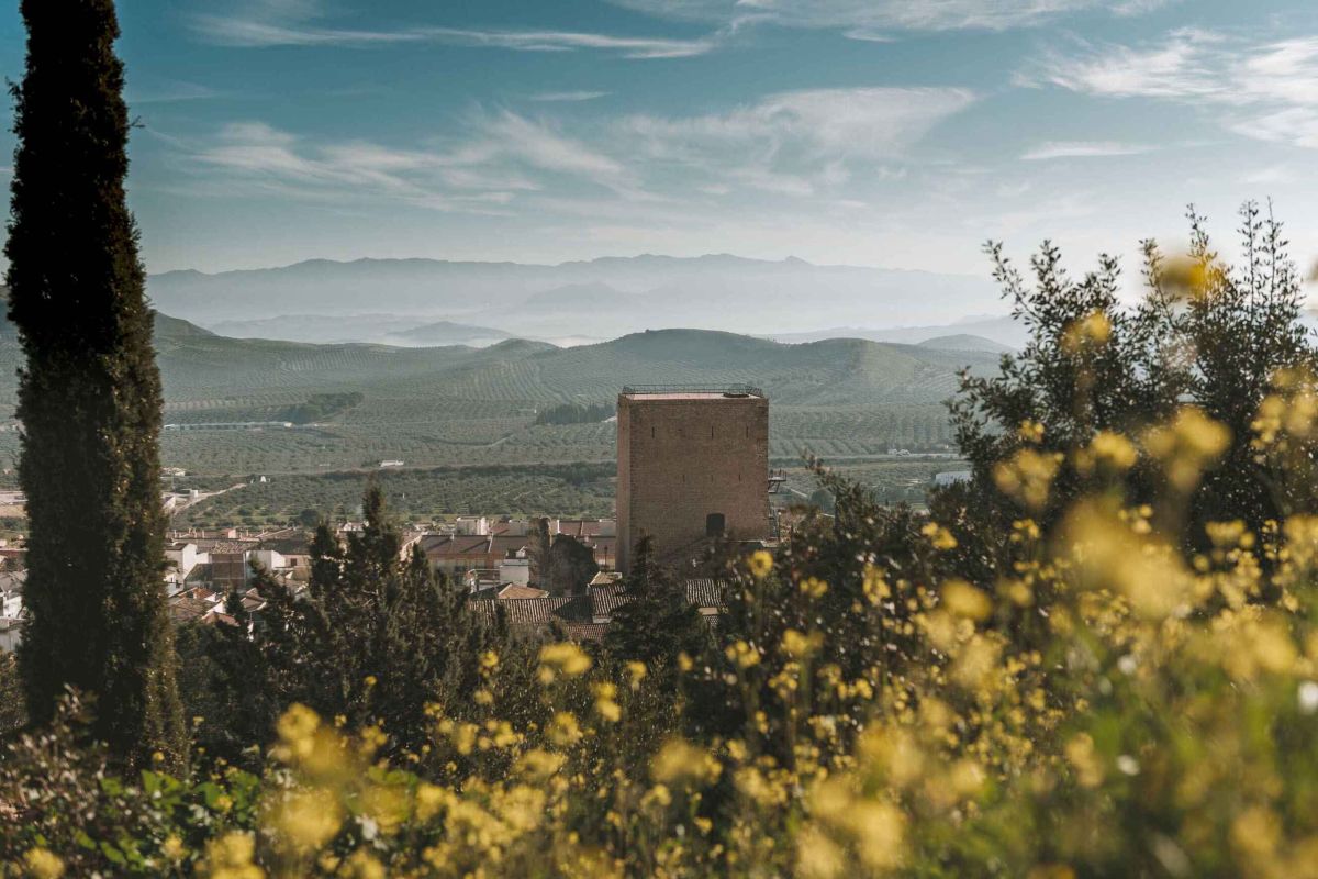 Programa de formación online y asesoramiento para impulsar la transición ecológica y energética del sector oleícola en las comarcas jiennenses