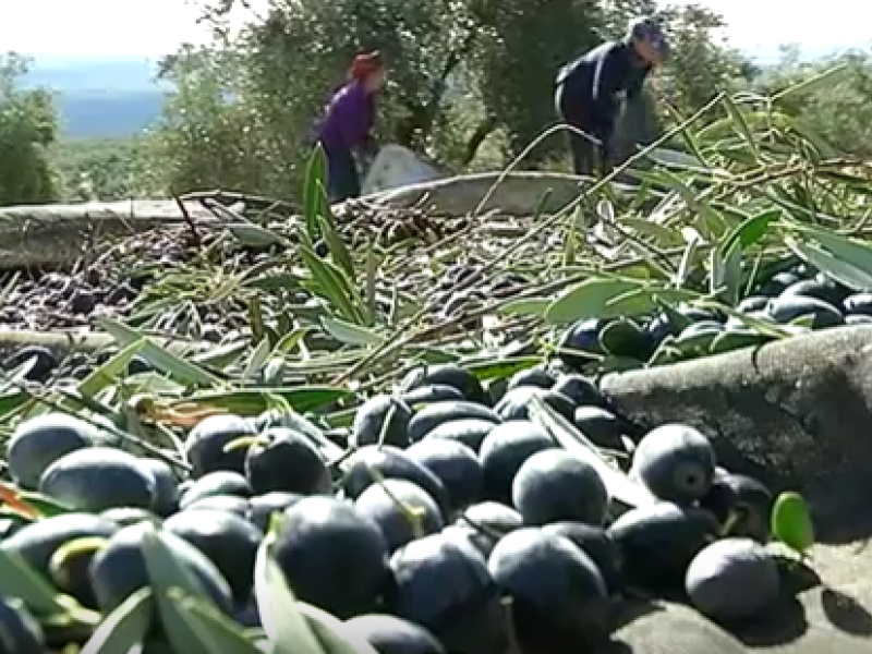 La Consejería de Agricultura, Ganadería, Pesca y Desarrollo Sostenible concede los XIV premios de Agricultura y Pesca