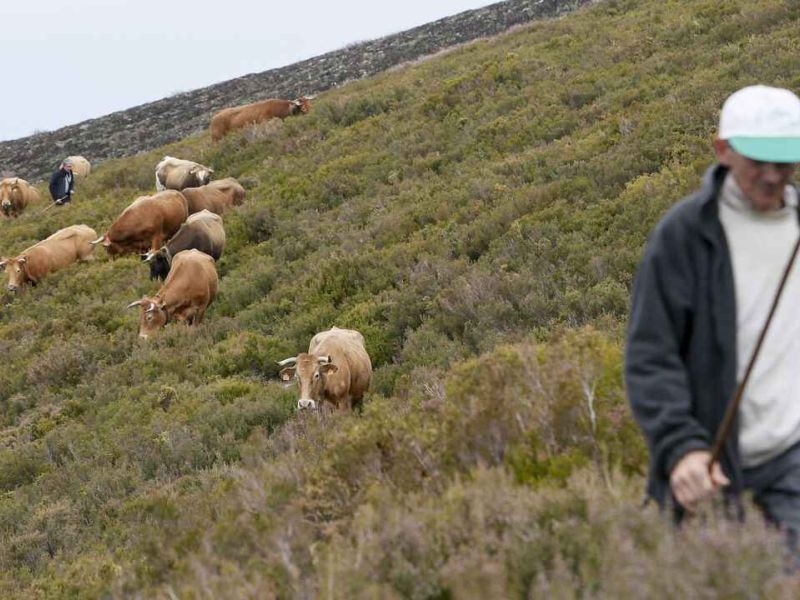 Formación y un sueldo durante ocho meses, la apuesta de la Deputación de Lugo para fijar población joven en el medio rural