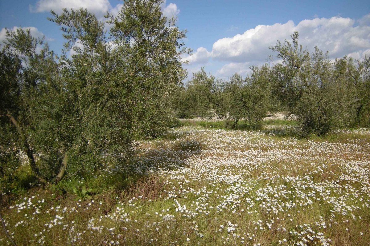 Andalucía celebra el Día Mundial del Medio Ambiente con actividades a lo largo de la primera semana de junio