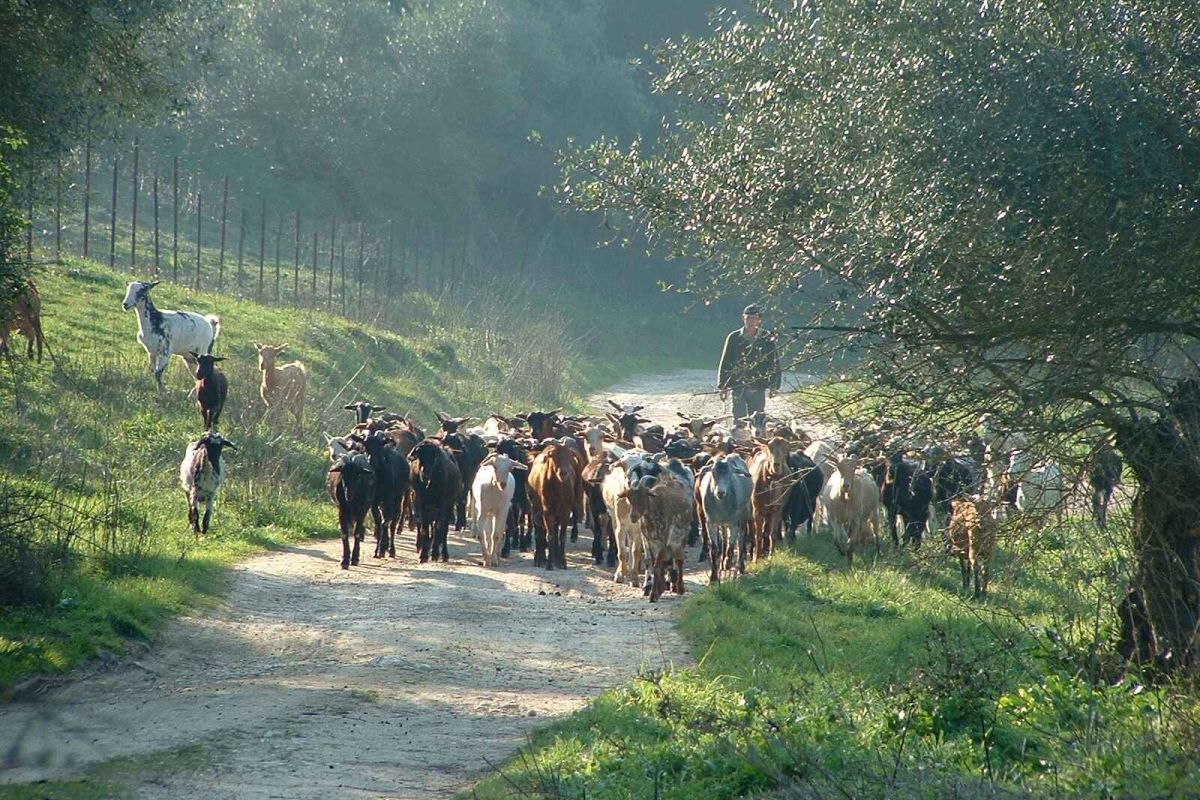 Participa en el programa Rural Experimenta sobre razas autóctonas ganaderas en la Sierra de Grazalema
