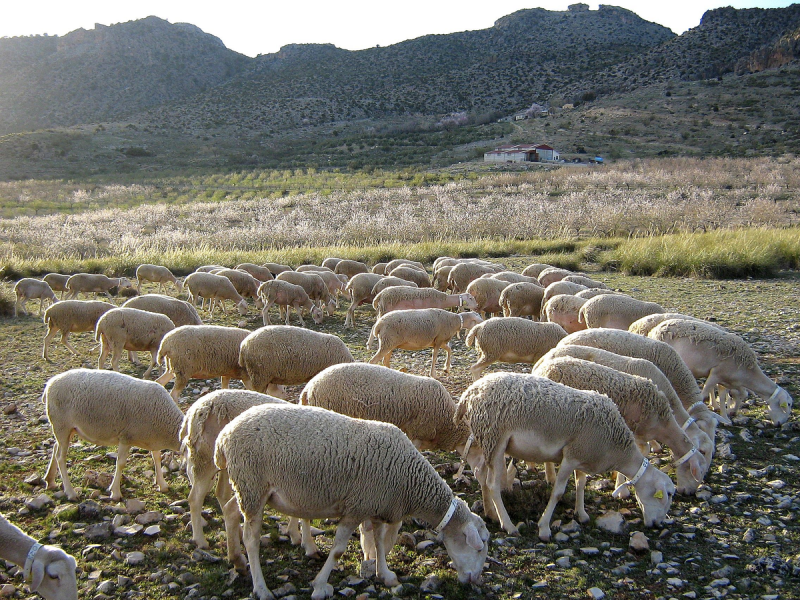 Altiplano, Guadix, Los Vélez y Sierra de Cazorla se unen con LEADER para impulsar la Indicación Geográfica Protegida “Cordero Segureño”