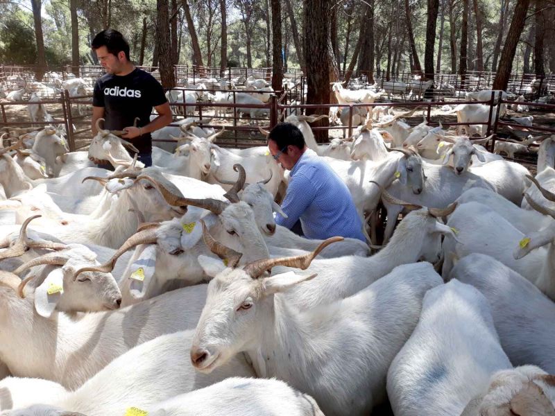 La Escuela de Pastores andaluza, reconocida a nivel nacional como actividad modelo de los Programas de Desarrollo Rural