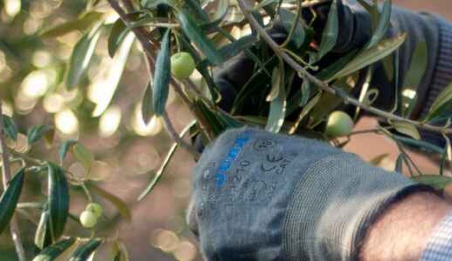 Futuro de la PAC: La CE propone recortar las ayudas directas a los agricultores y elevar los fondos para el Desarrollo Rural