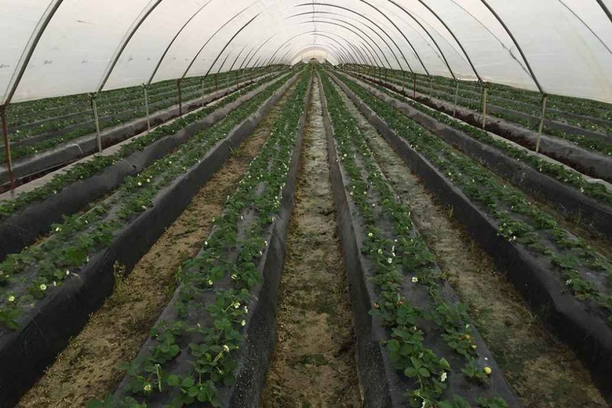 Un emprendedor crea SensaCultivo, una app que permite controlar la salud del cultivo desde el móvil