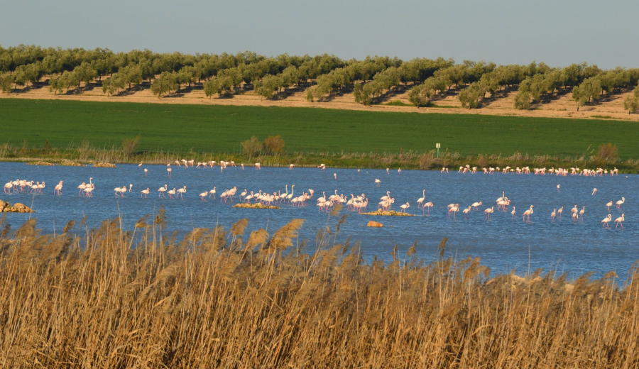 El GDR Osuna, Estepa y Sierra Sur de Sevilla recibe solicitudes de ayuda que triplican el presupuesto LEADER 2023-2027