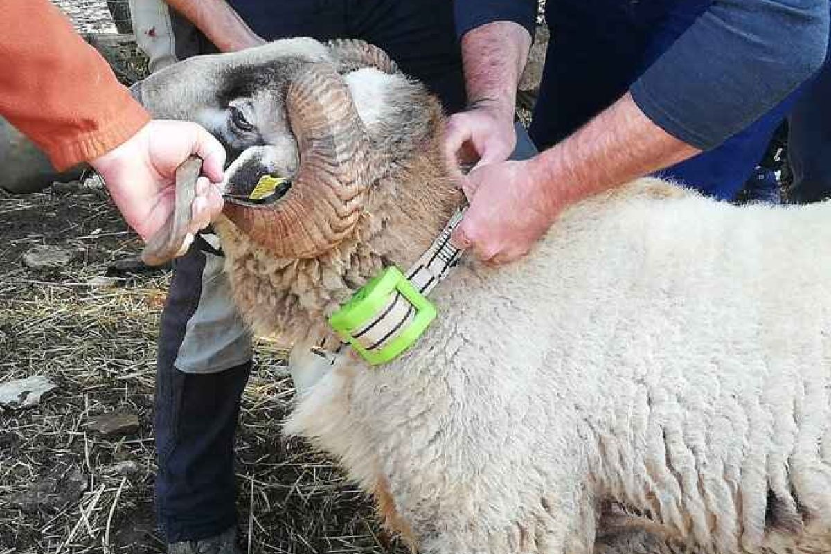 Formación en TICs en la Escuela de Pastores de Andalucía