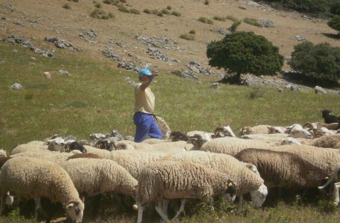 Andalucía aprueba su Estrategia de Ganadería Extensiva con 457 millones de euros hasta 2030