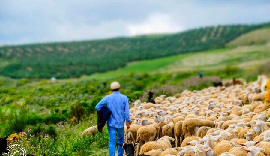 Altiplano de Granada organiza talleres de cocina del cordero segureño en el sector de la  hostelería