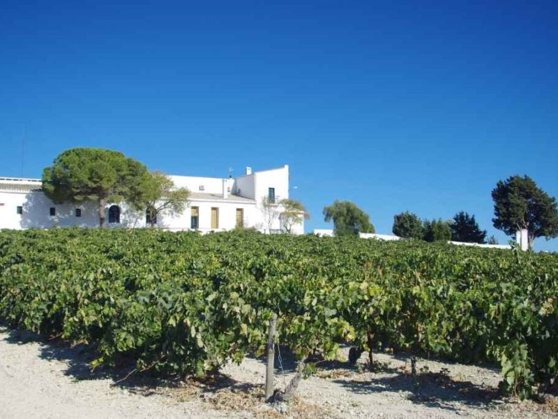 ‘Pagos del Sherry’, la nueva iniciativa para el desarrollo de la oferta enoturística de la Campiña de Jerez