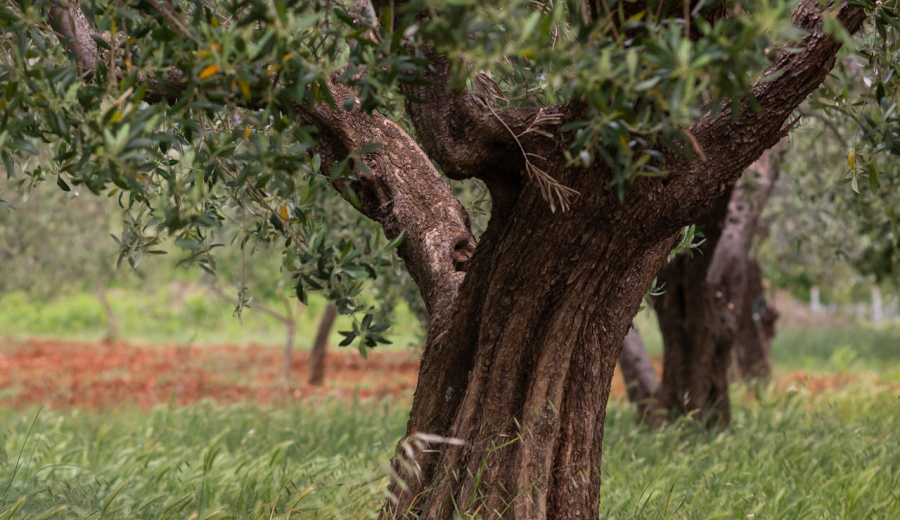 La biomasa, energía para el desarrollo de los territorios rurales