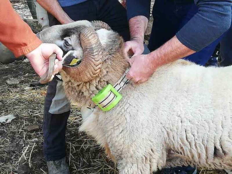 Formación en TICs en la Escuela de Pastores de Andalucía