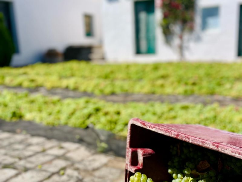 Netzero_Doñana: el sector vitivinícola, comprometido con la sostenibilidad ambiental y cuidado del territorio