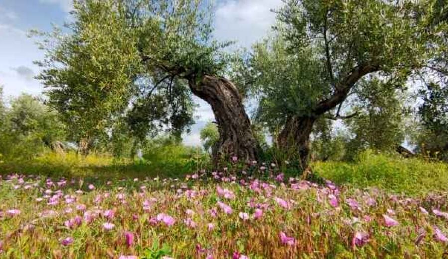 El modelo de olivicultura sostenible y rentable promovido por SEO/BirdLife se extiende a otras regiones europeas