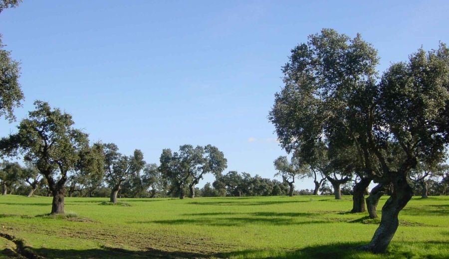 Santiago Ruiz, presidente del GDR Los Pedroches: “Los Grupos de Desarrollo Rural son los mejores instrumentos para emprender por su cercanía y conocimiento de lo rural”