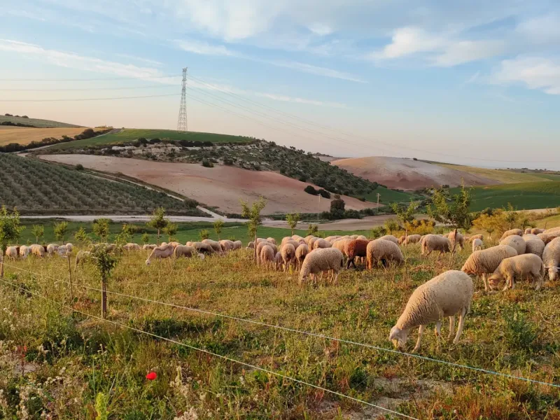 La cooperativa Naturales del Sierro de Morón de la Frontera competirá en los premios europeos ARIA 2026