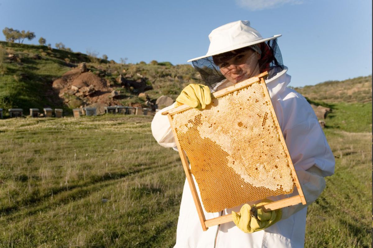 Los apicultores lanzan un grito de auxilio porque las importaciones a bajo precio siguen bloqueando la venta de miel española