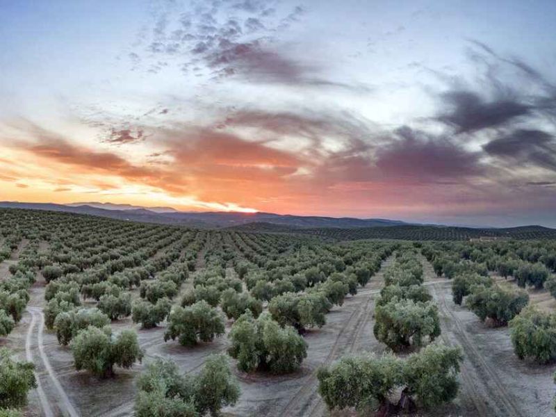 Andalucía, viaje por un infinito océano de olivos