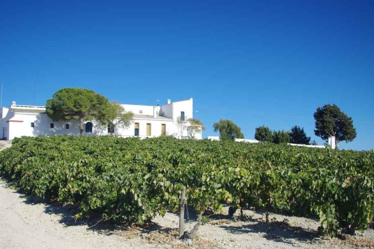 ‘Pagos del Sherry’, la nueva iniciativa para el desarrollo de la oferta enoturística de la Campiña de Jerez