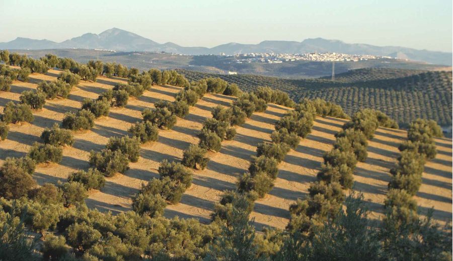 La I Estrategia para el Sector Olivar de Andalucía sale a exposición pública