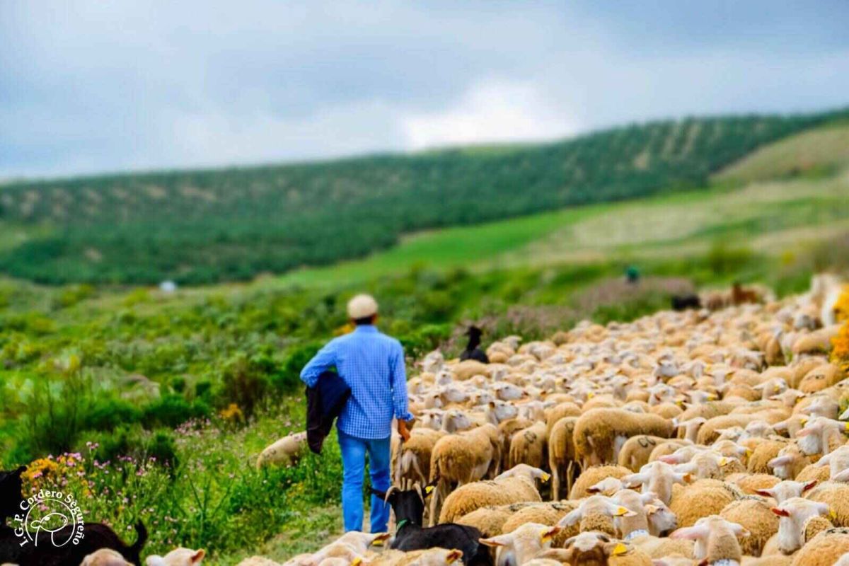 Altiplano de Granada organiza talleres de cocina del cordero segureño en el sector de la  hostelería