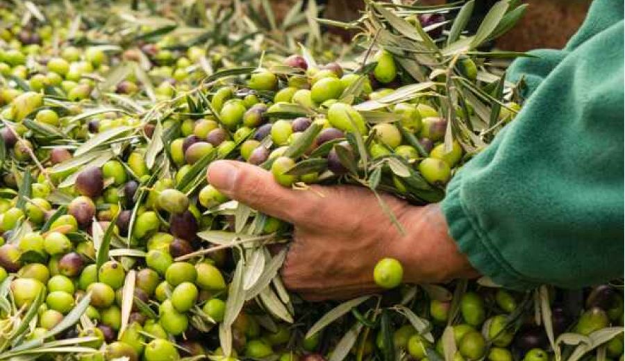 Los GDR Sierra  Sur de Jaén, Cazorla, Segura y Mágina formarán al sector oleícola en las certificaciones halal y kosher