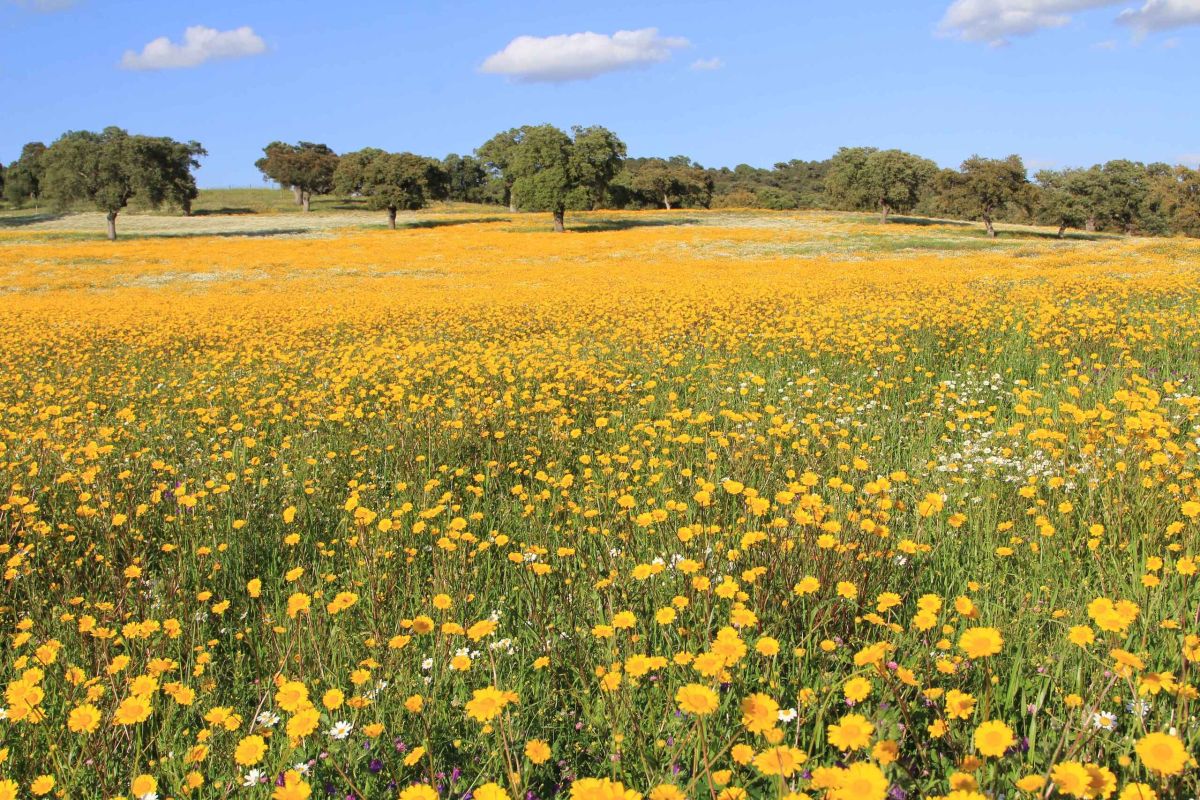 Futuro de la PAC: Reducir el 15% de los fondos de desarrollo rural, dificultará cumplir con los objetivos climáticos del Pacto Verde Europeo