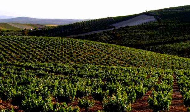 Grupo de Desarrollo Rural Campiña Sur Cordobesa