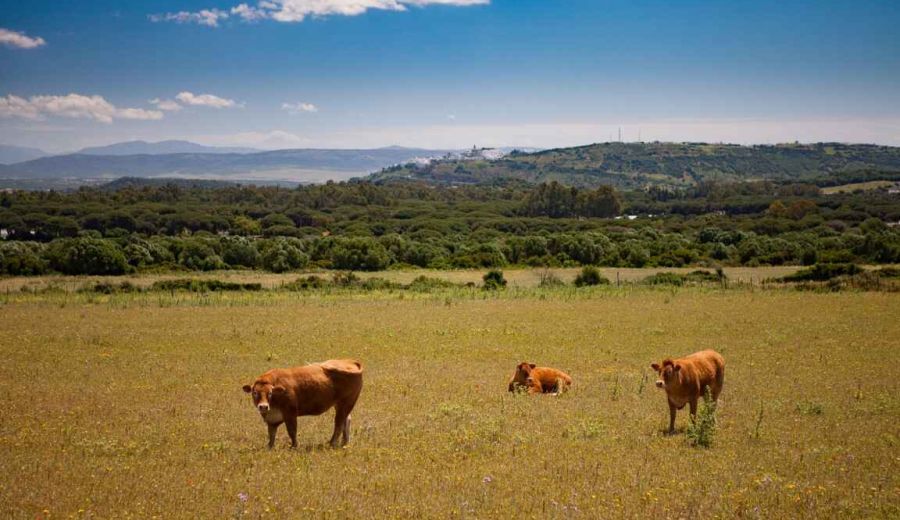 LEADER 2022 destina cerca de 5M€ a apoyar a los emprendedores rurales del Litoral de la Janda y de Los Alcornocales