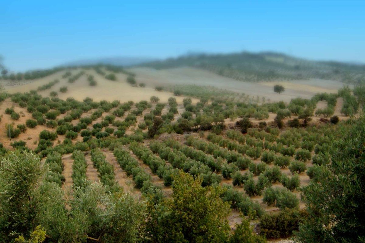 Abierta la convocatoria de ayudas a Grupos Operativos de la Asociación Europea de Innovación (AEI)