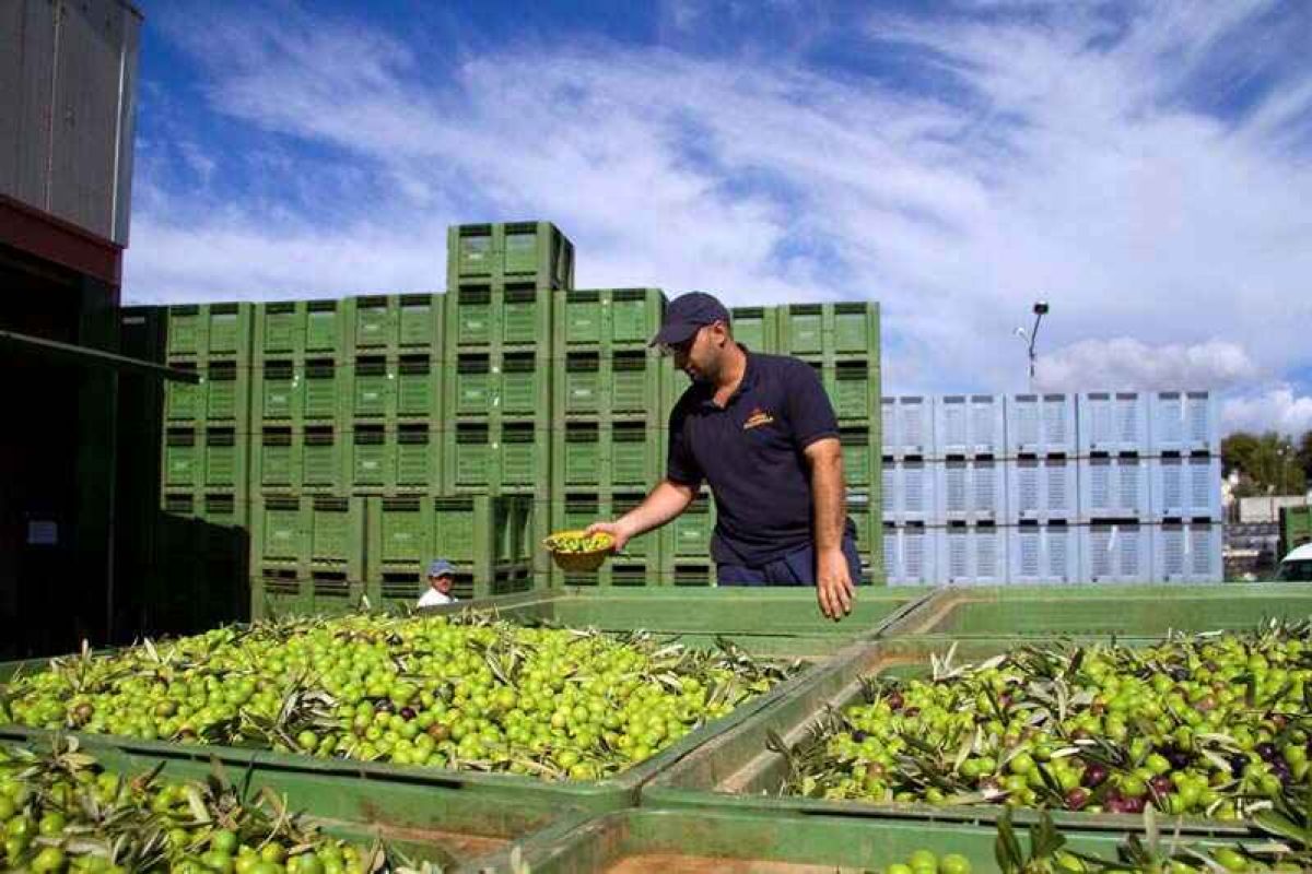 Andalucía facilita el asesoramiento gratuito para agricultores y ganaderos por parte de técnicos cualificados