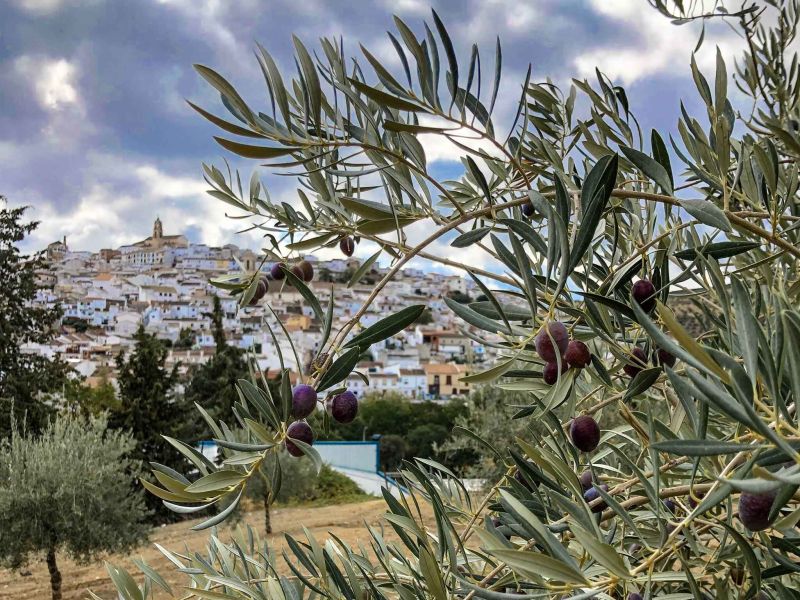 Las empresas agroalimentarias andaluzas se dan cita en el Salón Gourmets